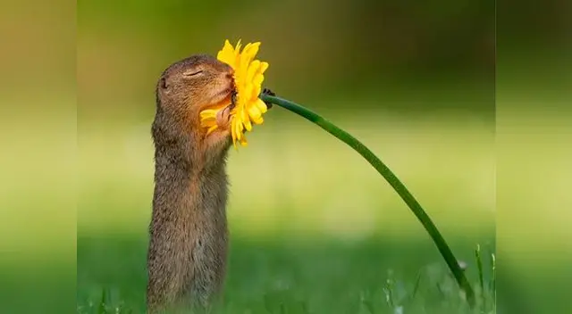 Fotografía de ardilla desata ternura en las redes sociales 