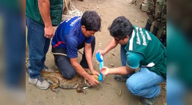Operativo conjunto de autoridades logró salvar a animales silvestres