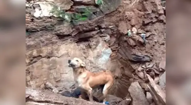 Perrita logra salvar las vida de sus cachorros tras derrumbe