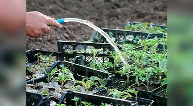 Aprende cómo elaborar un biohuerto