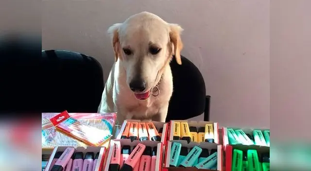 Scott es un perrito que ayuda como imagen a vender plumones para pagar su tratamiento. Scott es un perrito que ayuda como imagen a vender plumones para pagar su tratamiento.