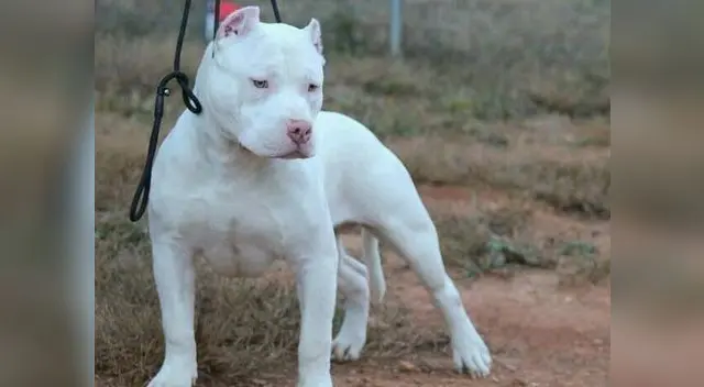 Métodos de tortura son cada vez más crueles en organizaciones criminales de México Métodos de tortura son cada vez más crueles en organizaciones criminales de México