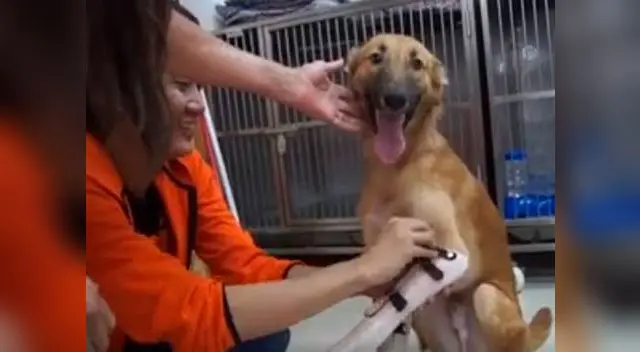 Perrito se emocionó al obtener sus prótesis y poder correr con normalidad