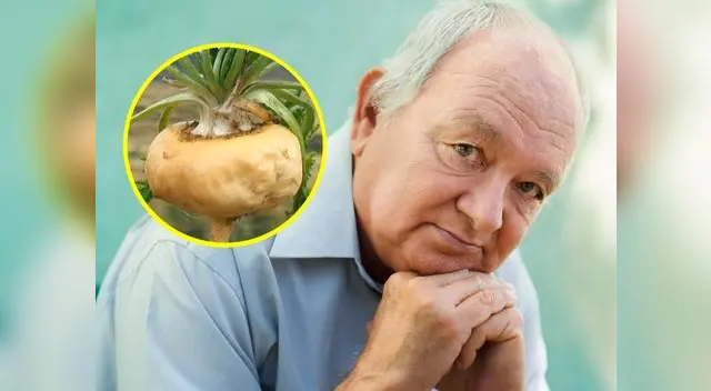 Se estudia los efectos neuroprotectores de la maca Se estudia los efectos neuroprotectores de la maca