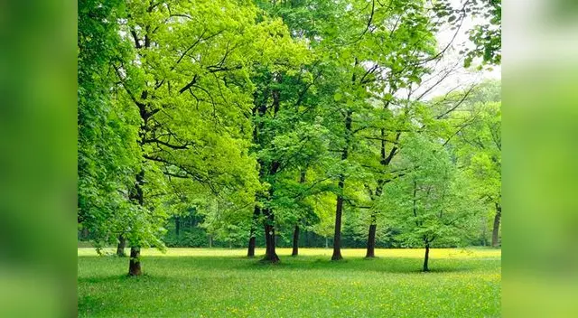 La siembra de árboles se evitará que futuras generaciones sufran de agua La siembra de árboles se evitará que futuras generaciones sufran de agua