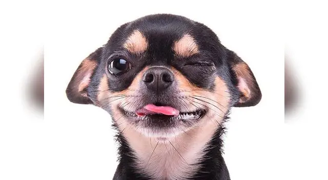 Perro finge estar muerto para evitar ser alejado de su humano en un video de Youtube