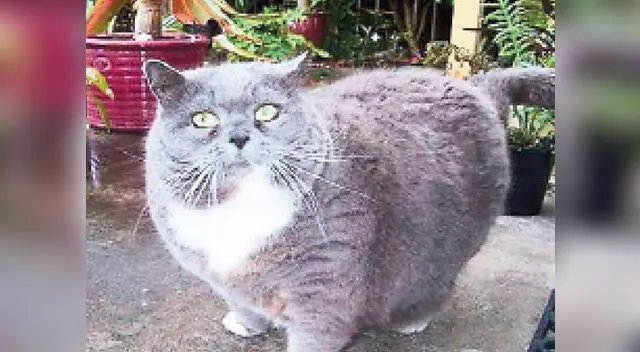 El problema en estas mascotas desencadena enfermedades mayores como la diabetes El problema en estas mascotas desencadena enfermedades mayores como la diabetes
