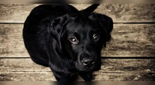 Para prevenir la perdida es recomendable asegurarse que la puerta de la casa no tenga espacios por donde pueda salir tu mascota
