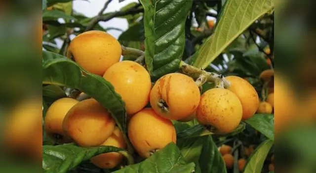 Festividades se inicia hoy e irá hasta el 5 de octubre