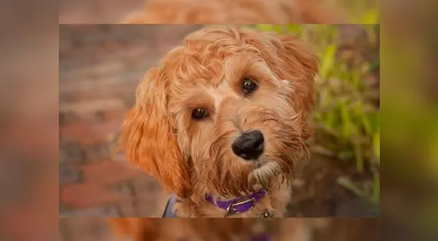 El creador del Labradoodler denunció problemas congénitos en los perros de cruces El creador del Labradoodler denunció problemas congénitos en los perros de cruces