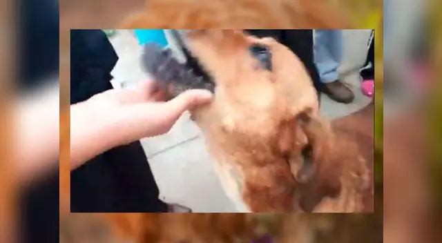 Los vecinos de La Perla denuncian a serenos por maltratar a Balto Los vecinos de La Perla denuncian a serenos por maltratar a Balto