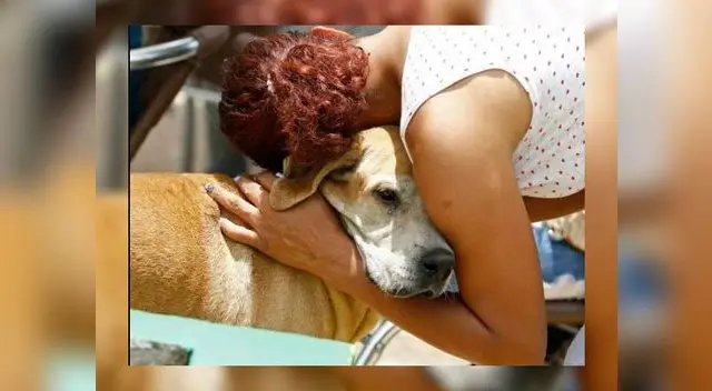 Un perro espera fielmente a su dueño en la puerta de un hospital en Colombia