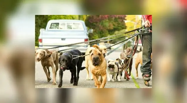 La tercera edición de la Caminata Familiar con Perros  5k  Hush Puppies , organizada  por Perú Runners  con el apoyo  de la Municipalidad  de Miraflores. 