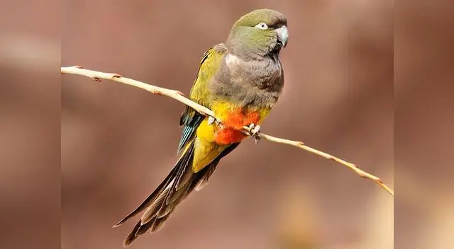 Loro es tenido en Holanda