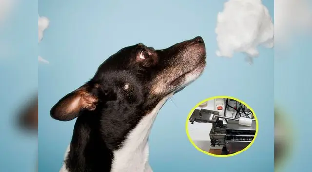 Perros podrían detectar el cáncer con uso de narices electrónicas y perros