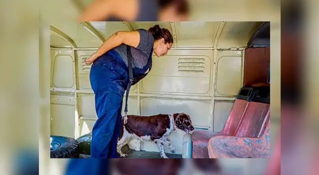 Régimen cubano adiestra a 24 perros de raza Springer Inglés Régimen cubano adiestra a 24 perros de raza Springer Inglés