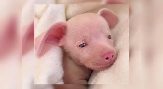 Perrito discapacitado es símbolo de superación e inclusión