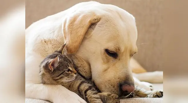 El 4 de octubre se instituyó el Día Mundial de los Animales, en conmemoración a San Francisco de Asís El 4 de octubre se instituyó el Día Mundial de los Animales, en conmemoración a San Francisco de Asís