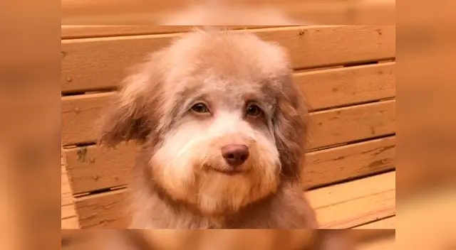 Perrito con apariencia humana enternece las redes sociales Perrito con apariencia humana enternece las redes sociales