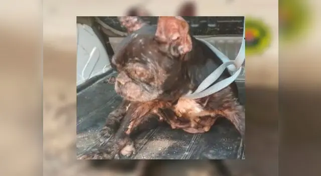 En ciudad española de Alicate se reportó un nuevo caso de maltrato animal En ciudad española de Alicate se reportó un nuevo caso de maltrato animal