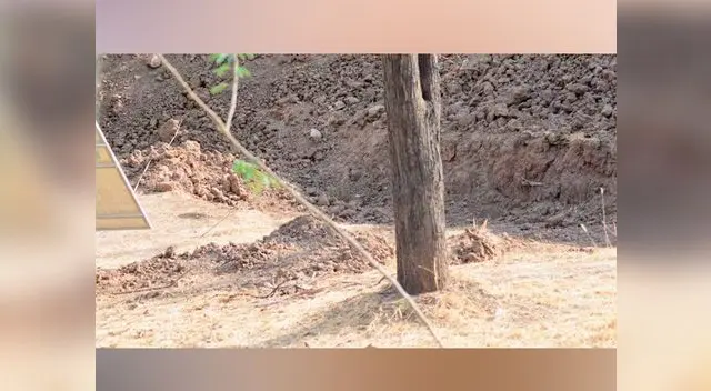 ¿Conseguirás encontrar al leopardo sin hacer trampa?