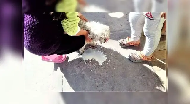 Mascotas fueron envenenadas en el sector de El Porvenir de Miraflores 