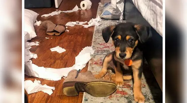 Perros son protagonistas de divertidos momentos en redes sociales  