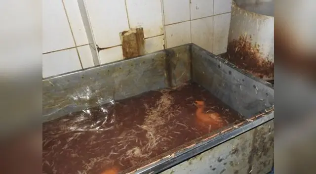 Pollos eran distribuidos en mercados de Lima sur Pollos eran distribuidos en mercados de Lima sur