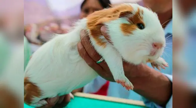 La curiosa creación del helado de cuy es de hecha por una mujer ecuatoriana