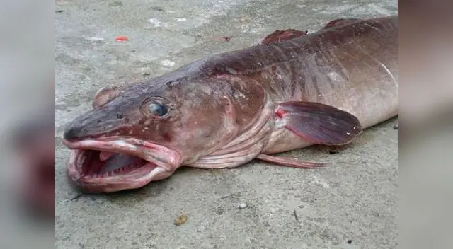 Esta apariencia tendría el pez que respira aire y tiene cabeza de serpiente