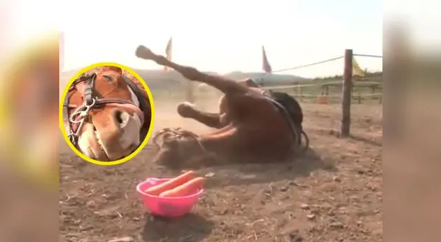 Reacción del caballo se volvió viral en Facebook Reacción del caballo se volvió viral en Facebook