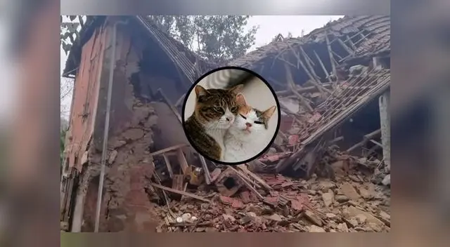 Gatos salvan a pareja italiana antes de derrumbe de casa