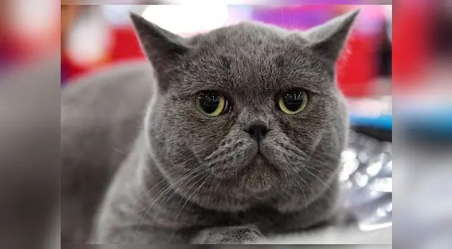 La gata ha sido sometida a un plan de adelgazamiento