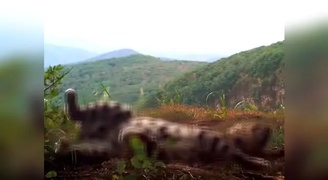 Raro leopardo jugando en parque ruso Raro leopardo jugando en parque ruso