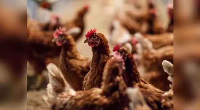 El “afortunado” sujeto sostuvo que no dejará que las gallinas se queden sin hogar 