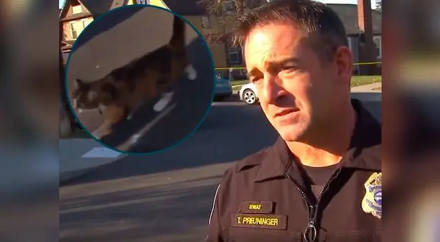 Gato interrumpió a policía durante entrevista Gato interrumpió a policía durante entrevista