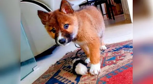 Wandi es un lobezno de la especie australiana de los “dingos”