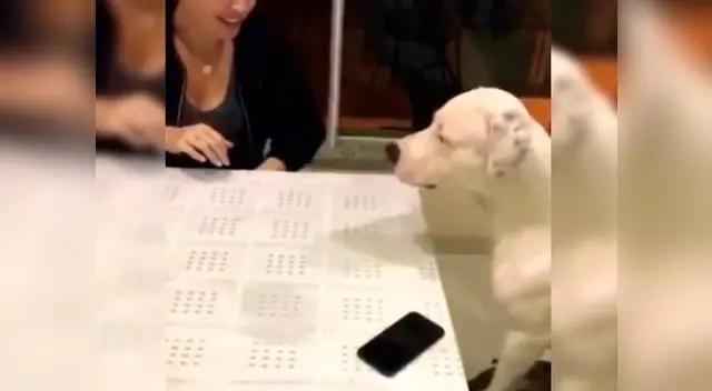 El perro casi muerda a la novia de su dueño por intentar quitarle el celular 