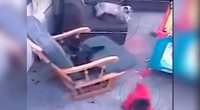 La gata se percata de que el bebé iba rumbo a las escaleras La gata se percata de que el bebé iba rumbo a las escaleras