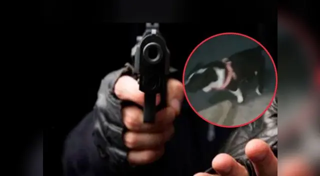 Ladrones con arma en mano se llevaron a perrita