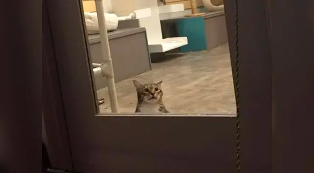 Quilty fue castigado encerrado por su rebeldía Quilty fue castigado encerrado por su rebeldía