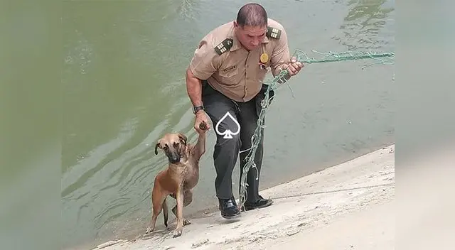 El perrito había intentado inútilmente salir del lugar. El perrito había intentado inútilmente salir del lugar.