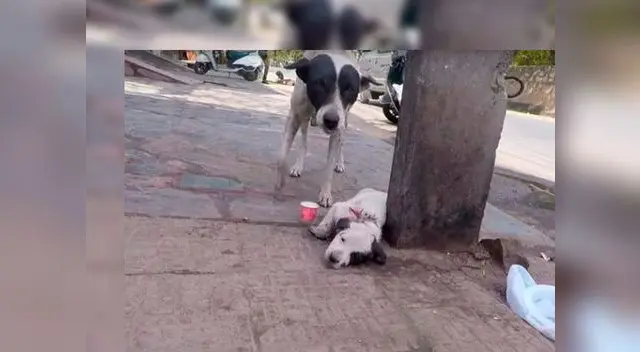 Su amor de madre logró salvar la vida de su cachorro
