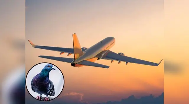 Paloma causó desconcierto en la tripulación