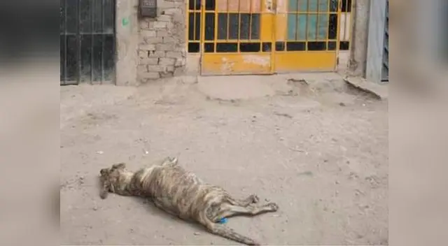 Si el animal muere la pena privativa de libertad será entre 3 y 5 años, según la Ley 30407