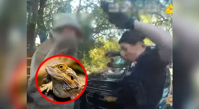Una policía de California encontró un lagarto en el bolsillo de un detenido en la carretera. Una policía de California encontró un lagarto en el bolsillo de un detenido en la carretera.
