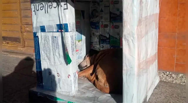 Estudiantes ayudan a animales de la calle 