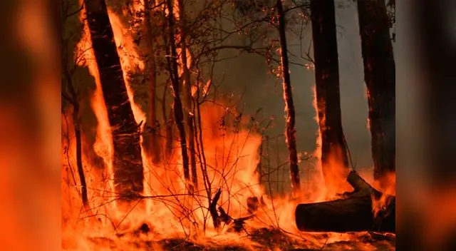 Fuego sin control arrasa la costa de Australia Fuego sin control arrasa la costa de Australia