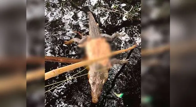 Cazadores irrumpieron la zona de reserva en México para quitar la piel a un cocodrilo de más de 3 metros Cazadores irrumpieron la zona de reserva en México para quitar la piel a un cocodrilo de más de 3 metros
