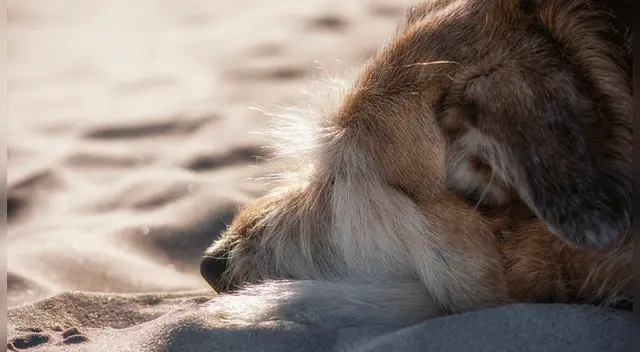 Hombre abusó sexualmente de un perro y lo dejaron en libertad